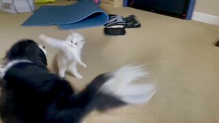 Tiny Ragdoll Kitten Ambushes Cavalier King Charles