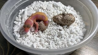 Gecko successfully emerges from its tiny egg
