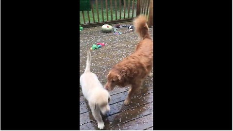 Retriever Makes His Siblings Come Inside During Hail Storm