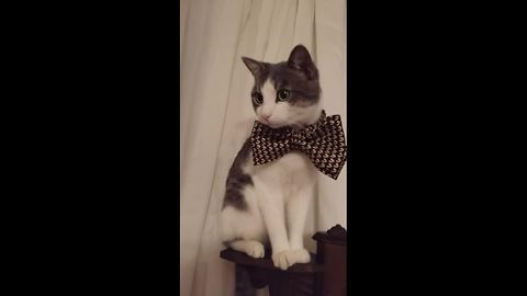 Kitten wearing a bow tie is the cutest sight ever!