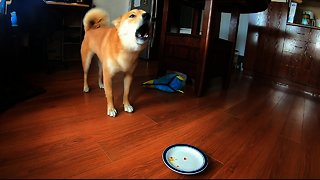 Shiba Inu Doesn't Like Being Told To Eat His Vegetables