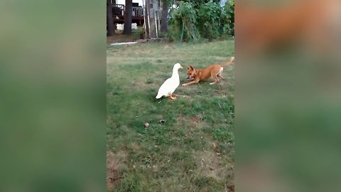 Duck And Dog Have An Adorable And Unusual Friendship