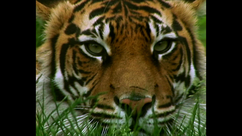 Amazing Tiger Enclosure At London Zoo