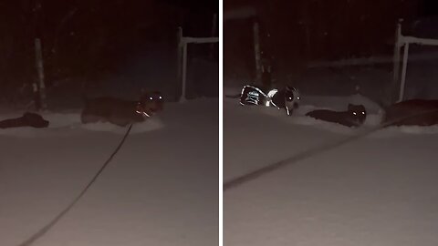 Dogs Trudge Through Extremely Deep Snow