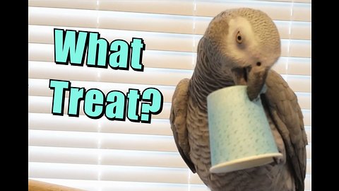 Parrot More Interested in Paper Cup than Yummy Treat