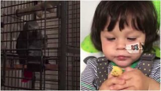 Papegøye imiterer faren sin stemme for å få barn til å slutte å gråte