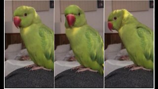 Super cute parrot admits he likes his tickles and cuddles