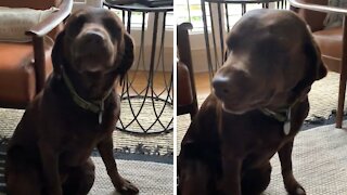 Guilty dog can't hide shame when confronted with evidence