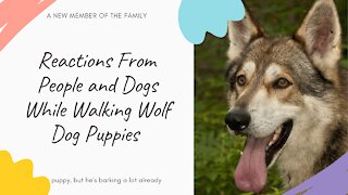 Reactions From People and Dogs While Walking Wolf Dog Puppies