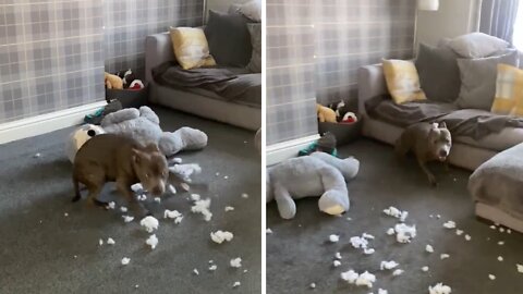 High-energy pup with zoomies destroys teddy bear