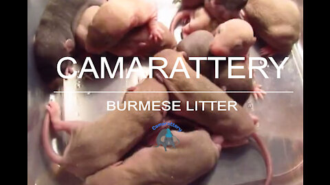 Burmese Rat Litter 11.22.2012