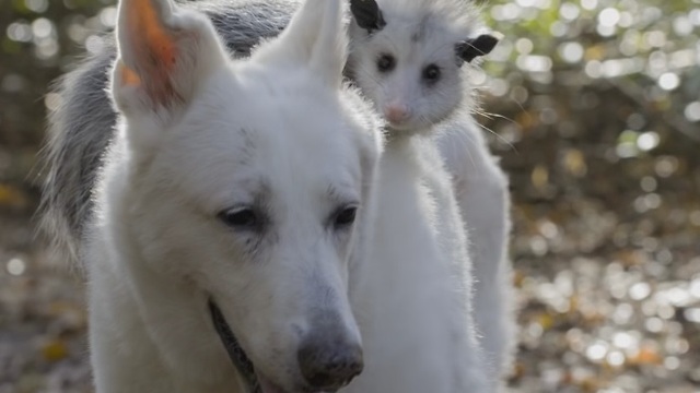 Dog Adopts Orphaned Opossum And Insists On Carrying Her &#39;Baby&#39; On Her Back