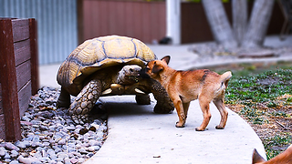 Abandoned Puppies Befriend A Lonesome Giant Tortoise