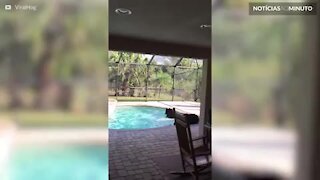 Ursos se divertem em piscina na Flórida
