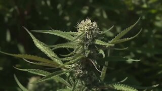 Malheur County sees record marijuana sales in March fueled by Idaho