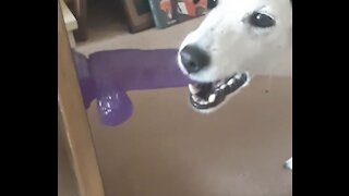 Dog Hilariously Plays With Dildo!