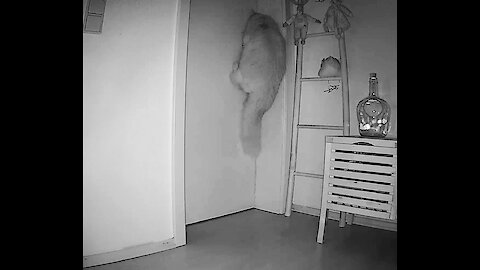 Cat trying to open bedroom door meowing waking up humans on surveillance cam