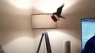 Parakeet flies off with coke can