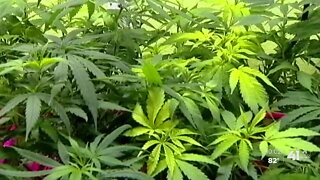 Delays in planting worry Missouri medical marijuana growers