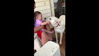 Labrador kisses send baby into giggle fit