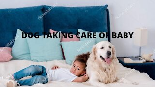 DOG TAKING CARE OF BABY