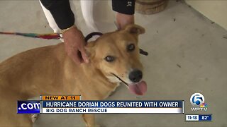 Hurricane Dorian Dogs Reunited with Owner
