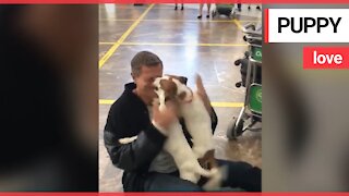 Adorable moment dogs greet owner at airport arrivals