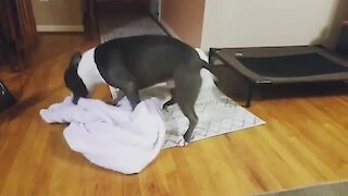 Watch this pup's bizarre blanket ritual