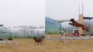 Police Dog training