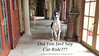 Bouncing Great Danes Love To Hear The Words "Car Ride"