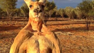 kangaroo - super strong