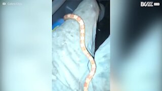 Non si gioca con i serpenti mentre si è alla guida