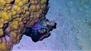 Curious octopus tries to drag camera to his lair under coral