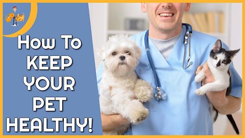 5 Steps to Keeping Your Pet Healthy (free guide)