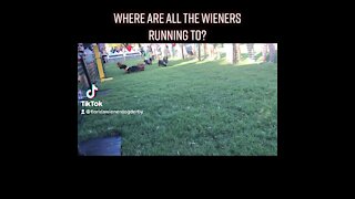 Tampa bay wiener dog race