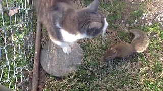 Two Family Cats Preciously Playing With A Baby Squirrel Will Melt Your Heart