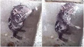 Surreal moment rat takes a shower like a human being