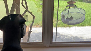 Great Dane Watches Funny Squirrel Play In Bird Seed Hammock