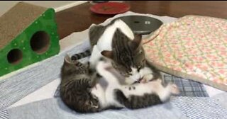 Mommy cat cleans little kittens