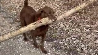 Pup shows off strength by carrying massive tree branch
