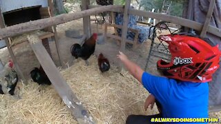 Relocating Rooster and Releasing Guineas for second time