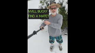 Will Bucky find a Mate?