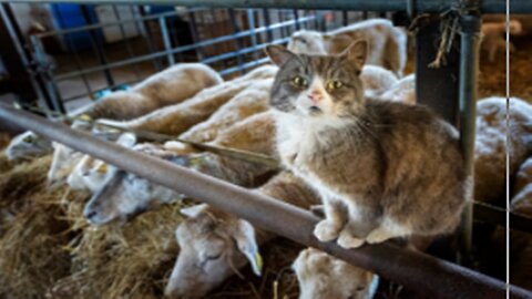 Funny, see what the sheep did to the cat