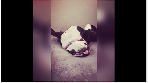 Bulldog Is Having Relaxing Nap In Hilarious Position