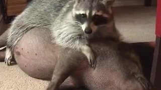 Raccoon Loves Cuddling Up To His Piggy Best Friend