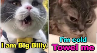 Funny Cats speaking english better than hooman | scary cats talking