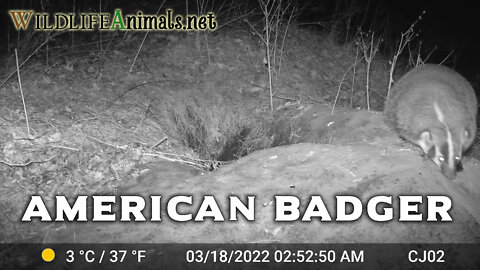Large American Badger Checking Out Old Dens on Mound Videos