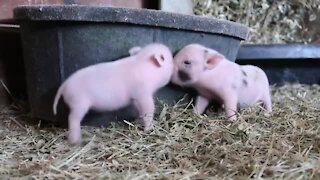 Cute little piglets run and play with each other for the camera