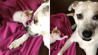 Dog plays with rescued foster kitten during babysitting duties