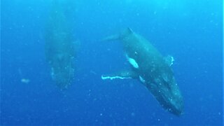 Humpback whales give swimmers an unforgettable experience